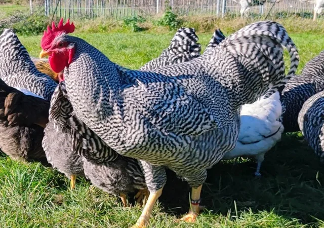 Яйце на інкубацію, курчата, Амрокс - фото № 4