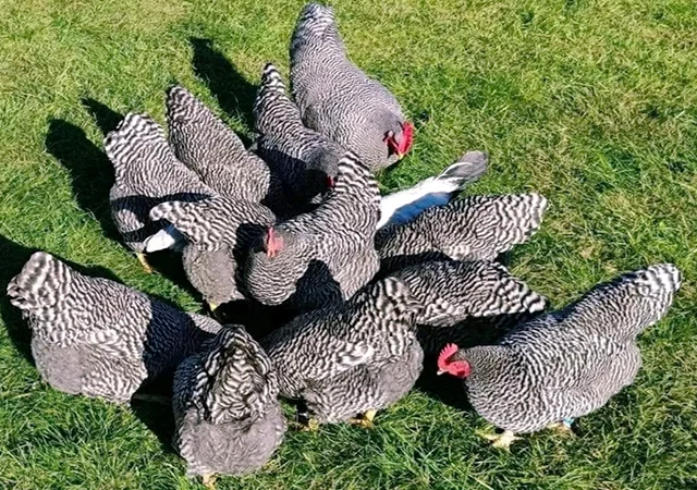 Яйце на інкубацію, курчата, Амрокс - фото № 5