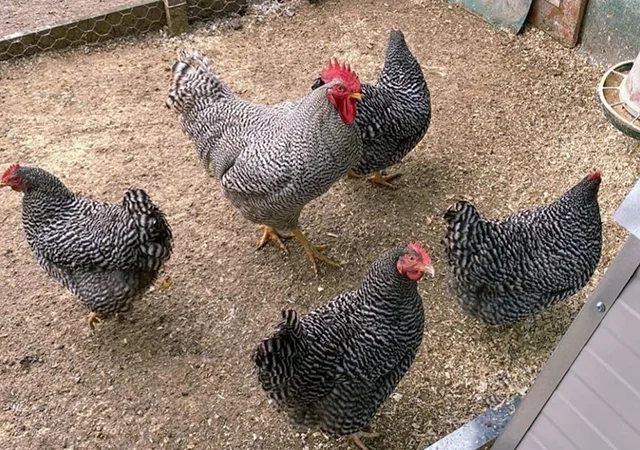 Яйце на інкубацію, курчата, Амрокс - фото № 6