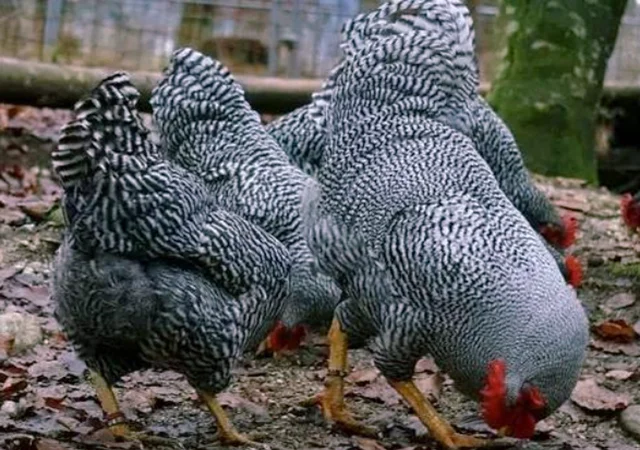 Яйце на інкубацію, курчата, Амрокс - фото № 7