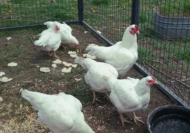 Інкубаційне яйце. Курчата. Корніш червоно-білий, білий - фото № 2