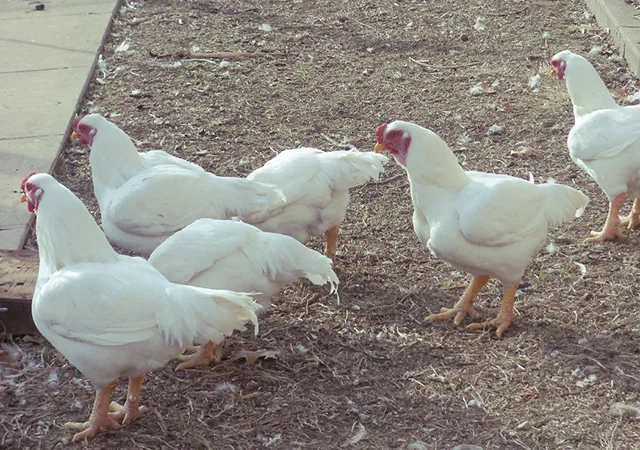 Інкубаційне яйце. Курчата. Корніш червоно-білий, білий - фото № 3