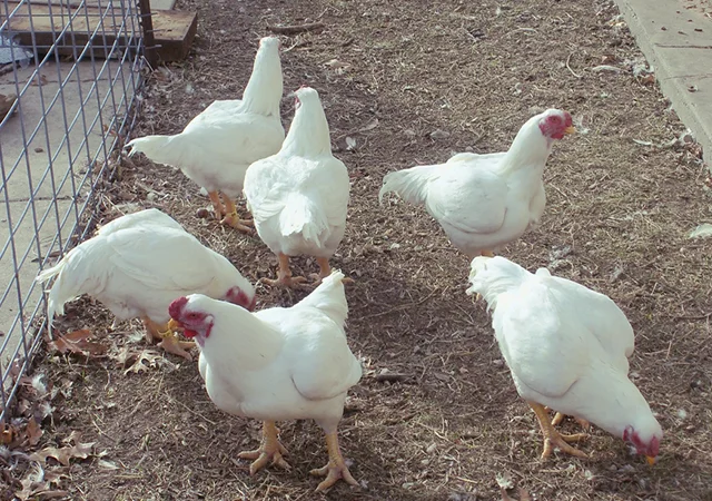 Інкубаційне яйце. Курчата. Корніш червоно-білий, білий - фото № 4