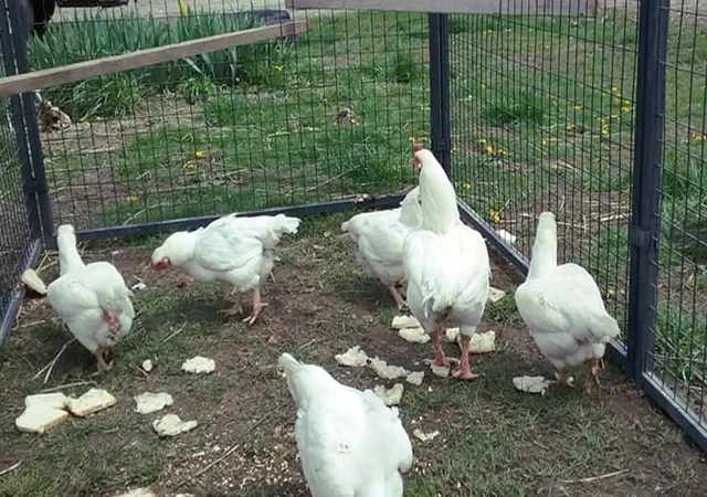 Інкубаційне яйце. Курчата. Корніш червоно-білий, білий - фото № 5