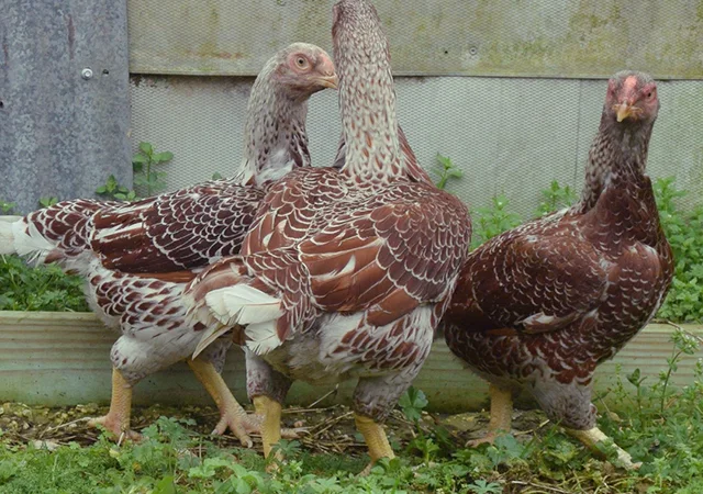 Інкубаційне яйце. Курчата. Корніш червоно-білий, білий - фото № 6