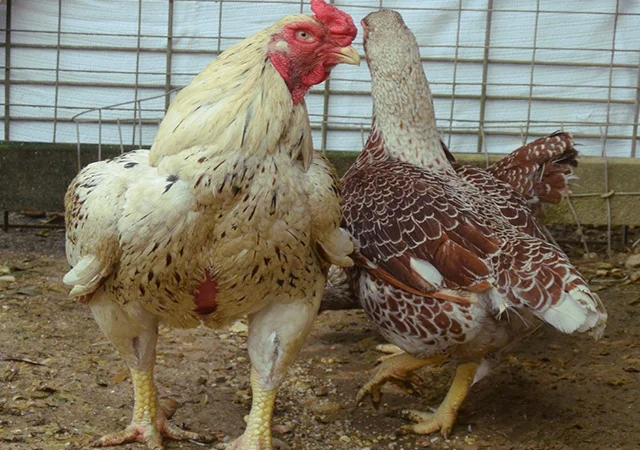 Інкубаційне яйце. Курчата. Корніш червоно-білий, білий - фото № 7