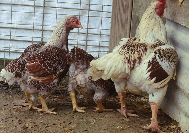 Інкубаційне яйце. Курчата. Корніш червоно-білий, білий - фото № 8