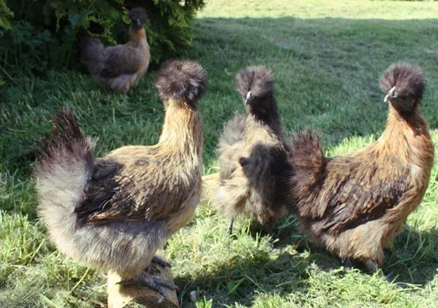 Інкубаційне яйце. Курчата. Китайська шовковиста чорна, коричнева, палева, синя - фото № 1