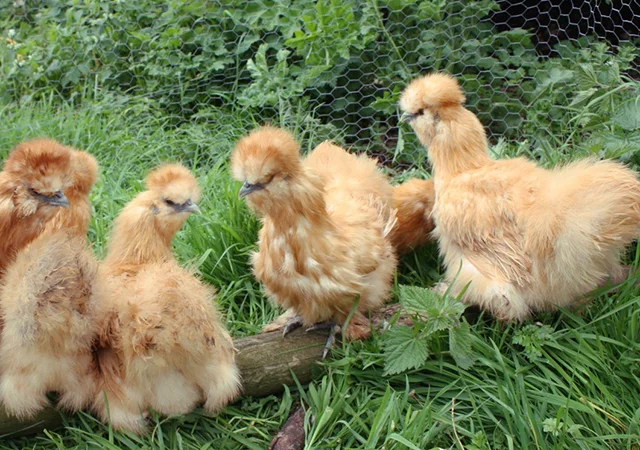 Інкубаційне яйце. Курчата. Китайська шовковиста чорна, коричнева, палева, синя - фото № 2