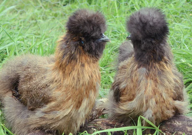Інкубаційне яйце. Курчата. Китайська шовковиста чорна, коричнева, палева, синя - фото № 4