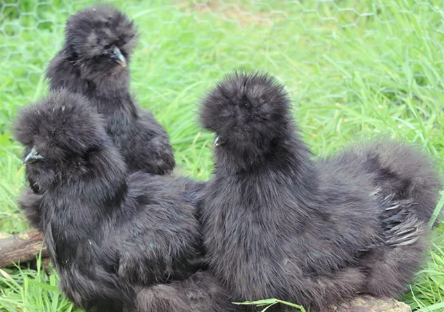 Інкубаційне яйце. Курчата. Китайська шовковиста чорна, коричнева, палева, синя - фото № 5