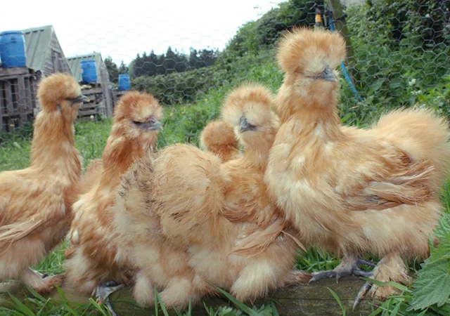 Інкубаційне яйце. Курчата. Китайська шовковиста чорна, коричнева, палева, синя - фото № 6