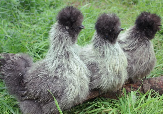 Інкубаційне яйце. Курчата. Китайська шовковиста чорна, коричнева, палева, синя - фото № 7