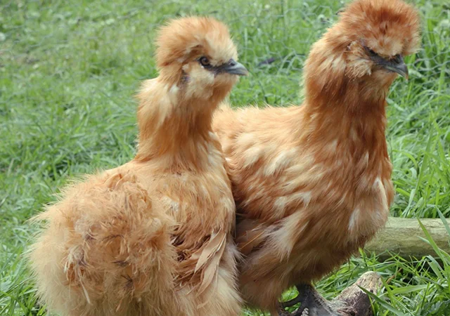 Інкубаційне яйце. Курчата. Китайська шовковиста чорна, коричнева, палева, синя - фото № 8