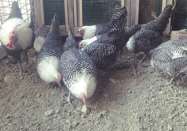 Інкубаційне яйце. Курчата. Брекель золото, срібло - фото № 1