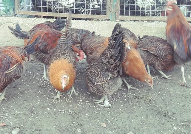 Інкубаційне яйце. Курчата. Брекель золото, срібло - фото № 2