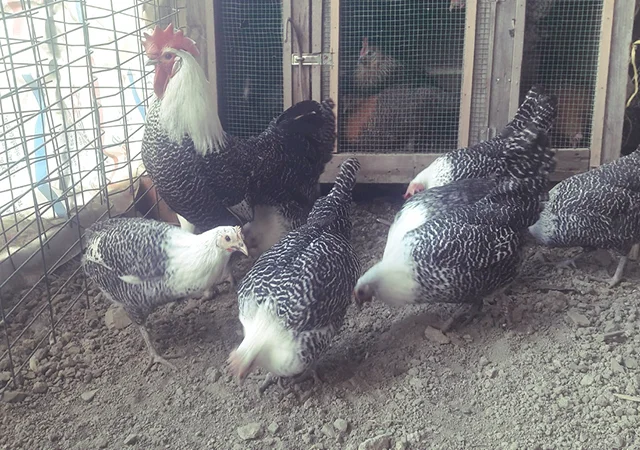 Інкубаційне яйце. Курчата. Брекель золото, срібло - фото № 3