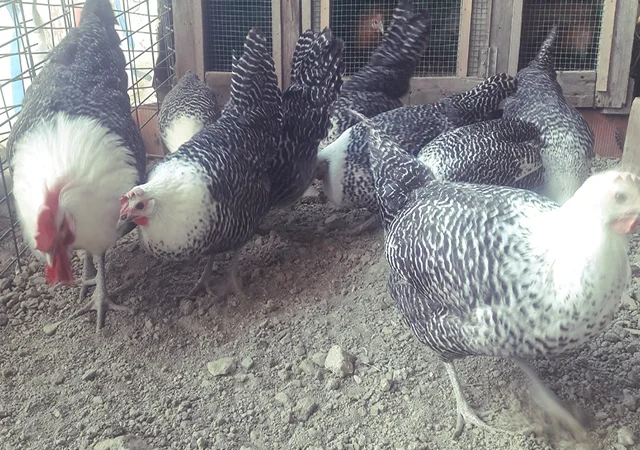 Інкубаційне яйце. Курчата. Брекель золото, срібло - фото № 4