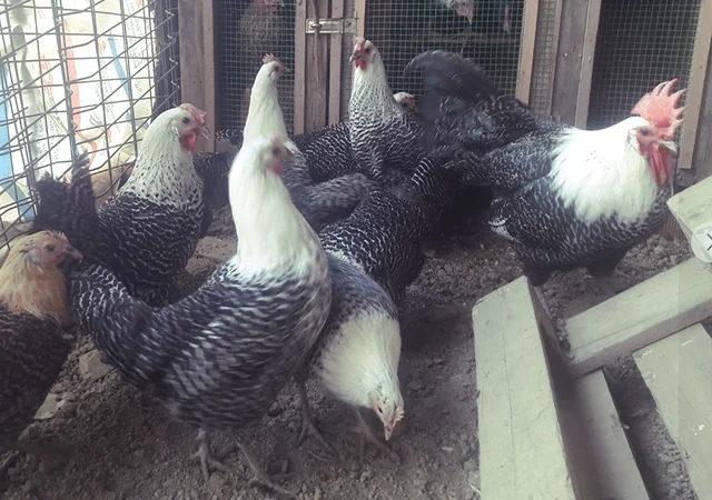 Інкубаційне яйце. Курчата. Брекель золото, срібло - фото № 5