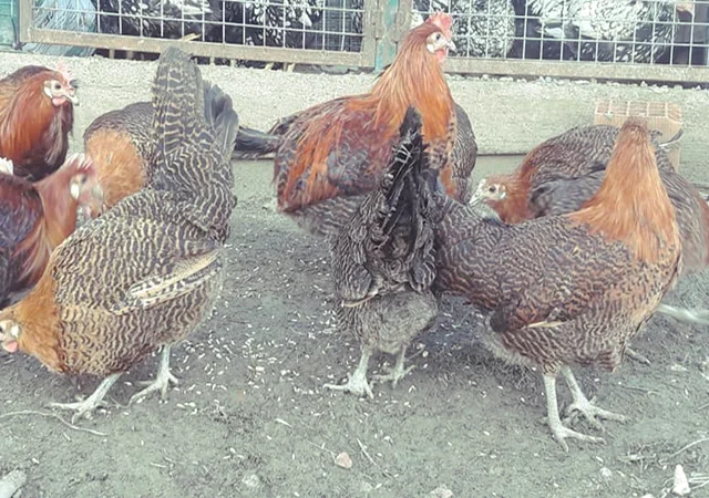 Інкубаційне яйце. Курчата. Брекель золото, срібло - фото № 6