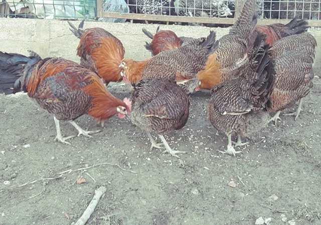 Інкубаційне яйце. Курчата. Брекель золото, срібло - фото № 7