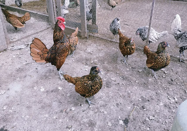 Інкубаційне яйце кур, курчата, Сібрайт золото, срібло, біле золото - фото № 1