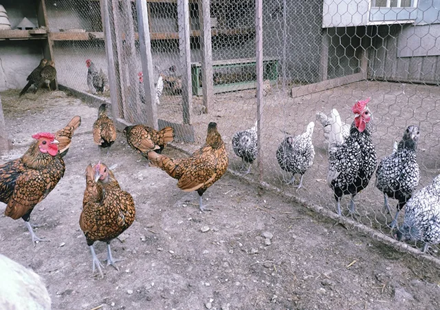 Інкубаційне яйце кур, курчата, Сібрайт золото, срібло, біле золото - фото № 2