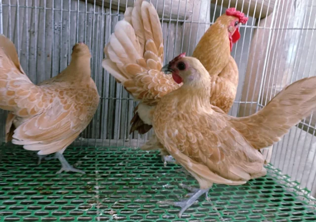 Інкубаційне яйце кур, курчата, Сібрайт золото, срібло, біле золото - фото № 3