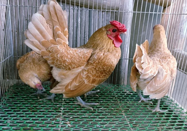 Інкубаційне яйце кур, курчата, Сібрайт золото, срібло, біле золото - фото № 5