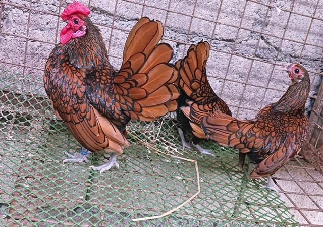 Інкубаційне яйце кур, курчата, Сібрайт золото, срібло, біле золото - фото № 6