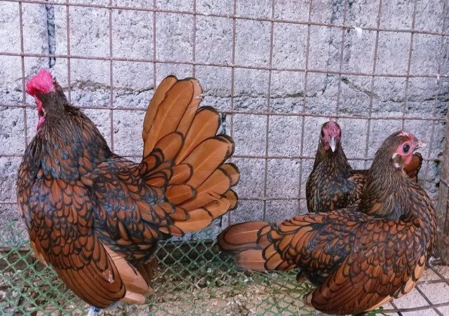 Інкубаційне яйце кур, курчата, Сібрайт золото, срібло, біле золото - фото № 7