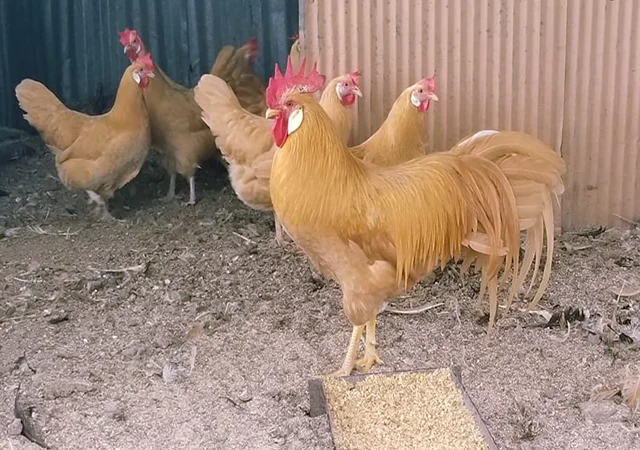 Інкубаційне яйце кур, курчата, Леггорн лаванда, золото, палевий - фото № 1