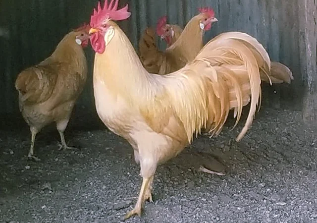 Інкубаційне яйце кур, курчата, Леггорн лаванда, золото, палевий - фото № 2