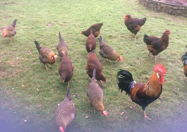 Інкубаційне яйце кур, курчата, Леггорн лаванда, золото, палевий - фото № 3