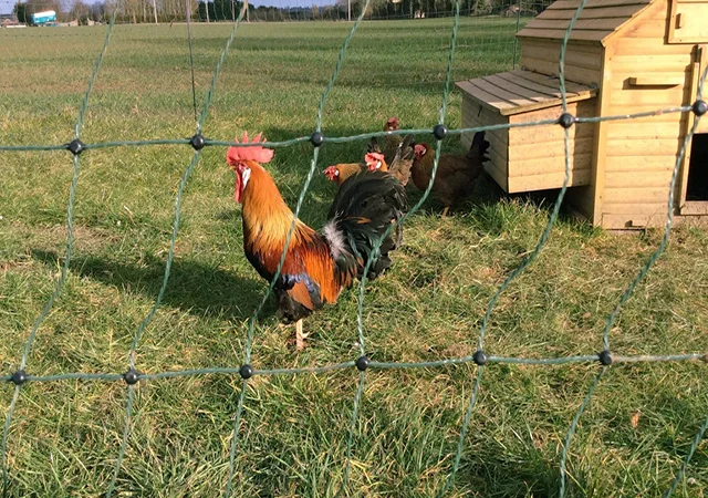 Інкубаційне яйце кур, курчата, Леггорн лаванда, золото, палевий - фото № 4