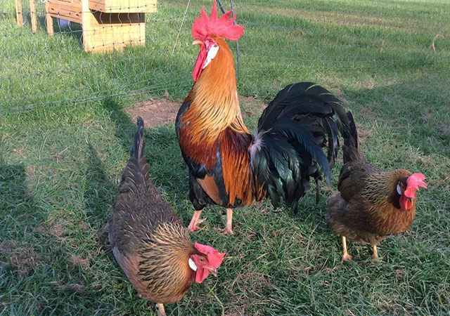 Інкубаційне яйце кур, курчата, Леггорн лаванда, золото, палевий - фото № 5