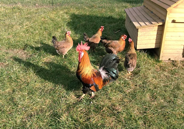 Інкубаційне яйце кур, курчата, Леггорн лаванда, золото, палевий - фото № 6