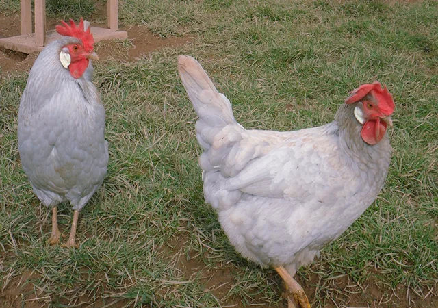 Інкубаційне яйце кур, курчата, Леггорн лаванда, золото, палевий - фото № 7