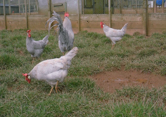 Інкубаційне яйце кур, курчата, Леггорн лаванда, золото, палевий - фото № 8