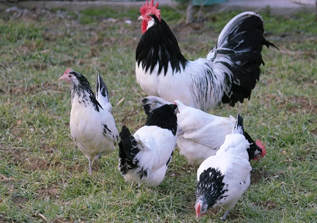 Інкубаційне яйце кур, курчата, Лакенфельдер білий, палевий - фото № 1