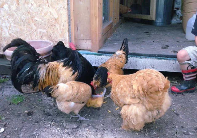 Інкубаційне яйце кур, курчата, Лакенфельдер білий, палевий - фото № 2