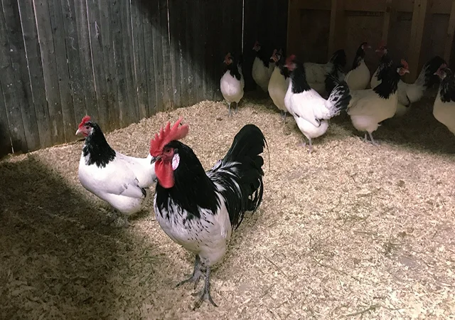 Інкубаційне яйце кур, курчата, Лакенфельдер білий, палевий - фото № 3