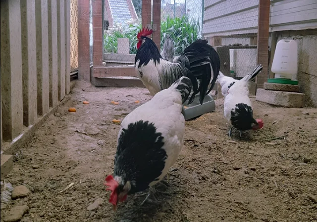 Інкубаційне яйце кур, курчата, Лакенфельдер білий, палевий - фото № 4