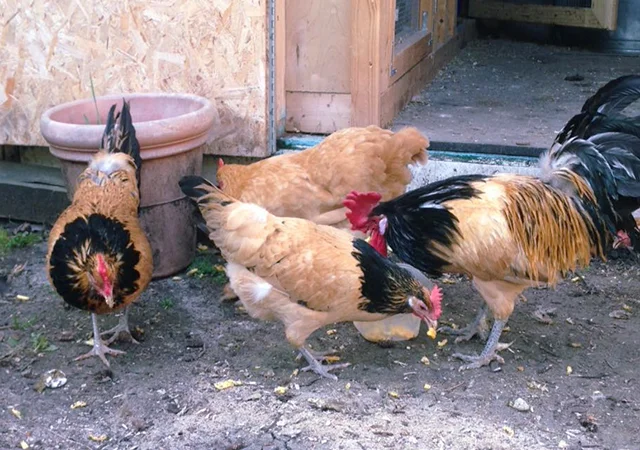 Інкубаційне яйце кур, курчата, Лакенфельдер білий, палевий - фото № 5