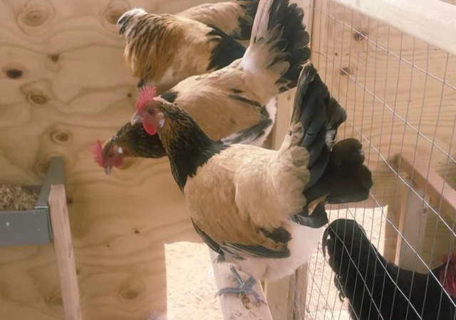 Інкубаційне яйце кур, курчата, Лакенфельдер білий, палевий - фото № 7