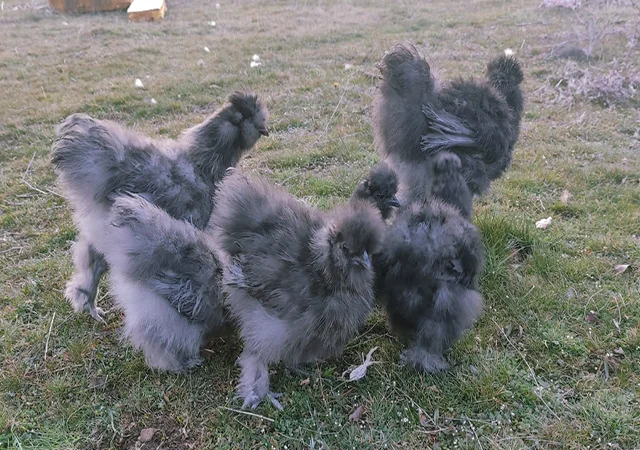 Інкубаційне яйце кур, курчата, Китайська шовкова смугаста, коричнева, блакитна - фото № 1