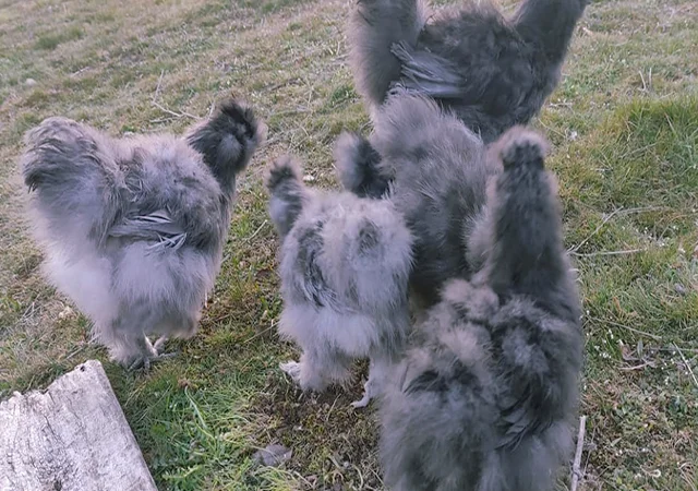 Інкубаційне яйце кур, курчата, Китайська шовкова смугаста, коричнева, блакитна - фото № 2