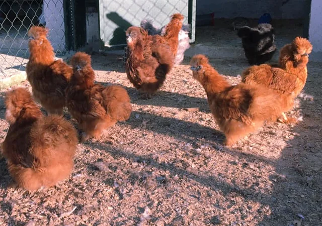 Інкубаційне яйце кур, курчата, Китайська шовкова смугаста, коричнева, блакитна - фото № 3