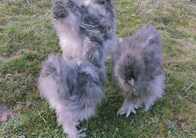 Інкубаційне яйце кур, курчата, Китайська шовкова смугаста, коричнева, блакитна - фото № 5
