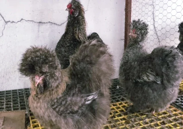 Інкубаційне яйце кур, курчата, Китайська шовкова смугаста, коричнева, блакитна - фото № 6